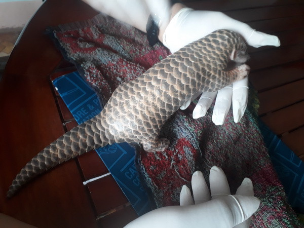 Bình Định: Người dân trao động vật hoang dã quý hiếm cho Hạt Kiểm lâm ảnh 1