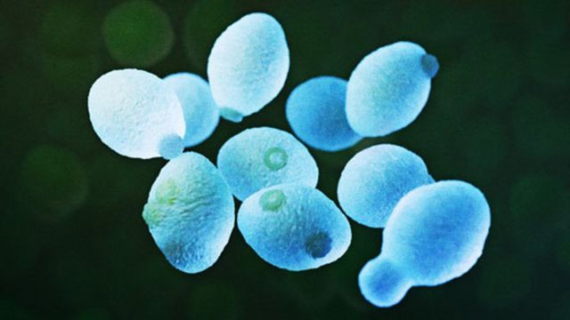 Phát hiện loại gene mới liên quan khả năng kháng độc tố ảnh 1