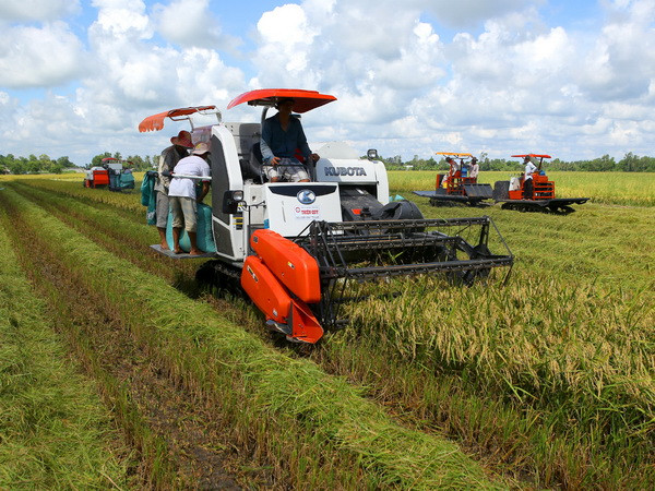 ĐBSCL: Sản lượng lúa Đông Xuân và Hè Thu đạt trên 20 triệu tấn ảnh 1