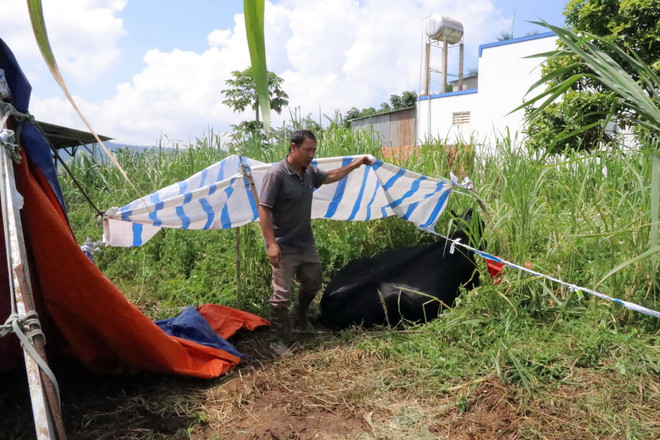 ttxvn_2808_bo sua (2).jpg