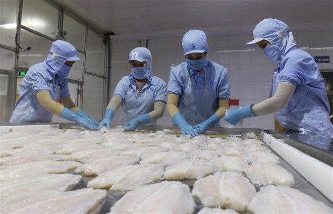 Chế biến cá tra xuất khẩu. (Ảnh: Công Mạo/TTXVN) Xuất khẩu thủy sản của Việt Nam đang có dấu hiệu phục hồi ảnh 2