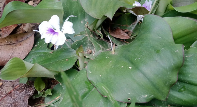 Bảo tồn, phát triển bền vững cây thuốc tại Vườn Quốc gia Bến En ảnh 1