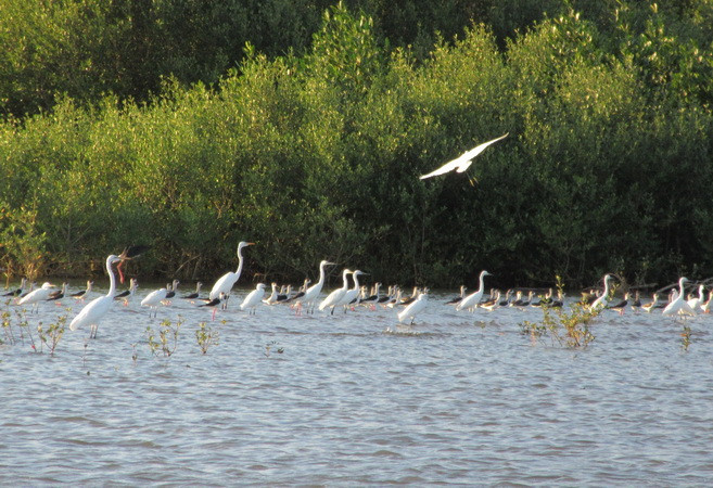 Tỉnh Ninh Thuận: Phục hồi và bảo vệ hệ sinh thái đầm Nại ảnh 1