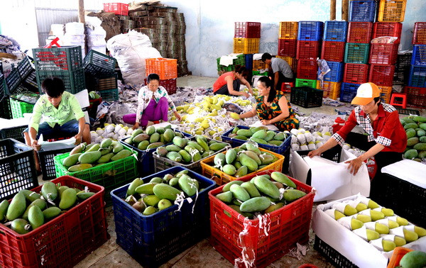 Giá trị xuất khẩu rau quả tăng gần 30% trong 4 tháng đầu năm ảnh 1