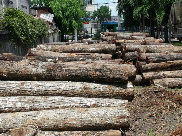 Làm rõ nguồn gốc hơn 200 mét khối gỗ lậu nhập từ Campuchia ảnh 1