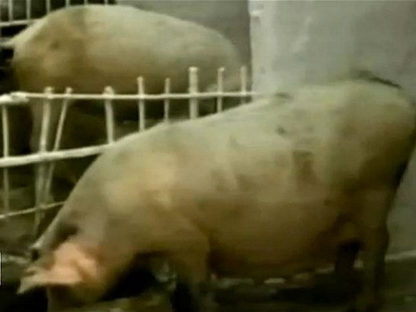 FAO viện trợ 400.000 USD cho Triều Tiên dập dịch ảnh 1