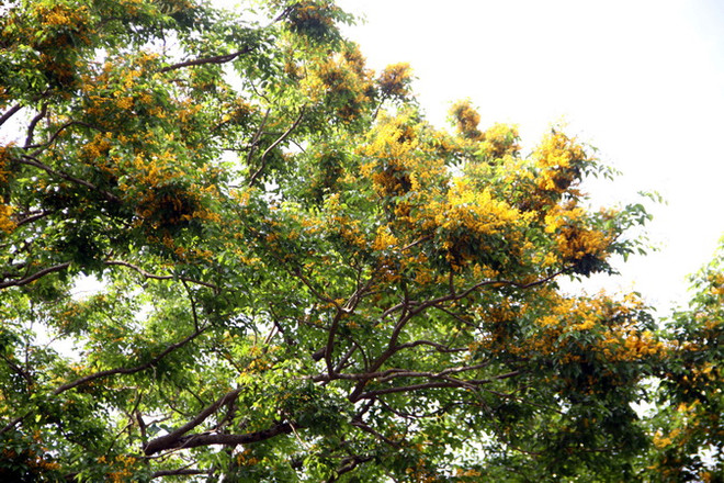 Hàng ngàn du khách thưởng lãm mùa hoa sưa bên dòng sông Tam Kỳ ảnh 1