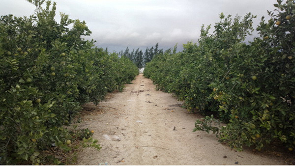 Ốc đảo xanh giữa lòng sa mạc Sahara của cặp vợ chồng Ai Cập-Việt ảnh 2