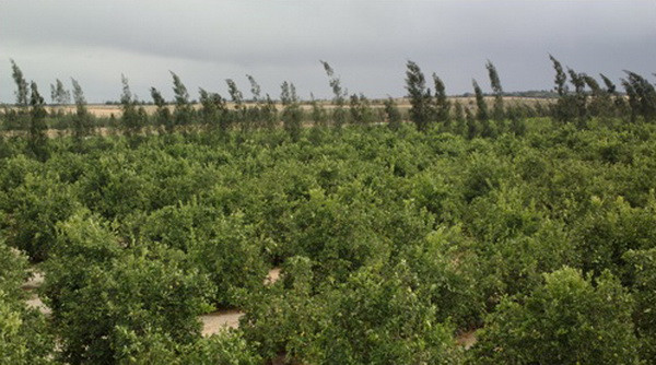 Ốc đảo xanh giữa lòng sa mạc Sahara của cặp vợ chồng Ai Cập-Việt ảnh 4