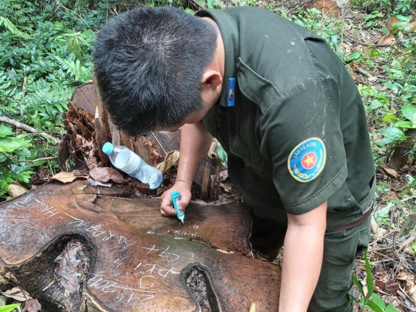 Làm rõ trách nhiệm để xảy ra khai thác rừng trái phép tại Rừng A Lưới ảnh 1