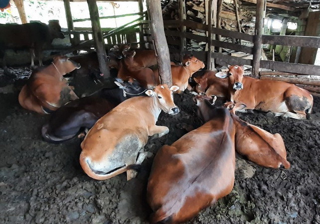 Kiểm soát chặt tình trạng vận chuyển trâu, bò qua biên giới ảnh 1