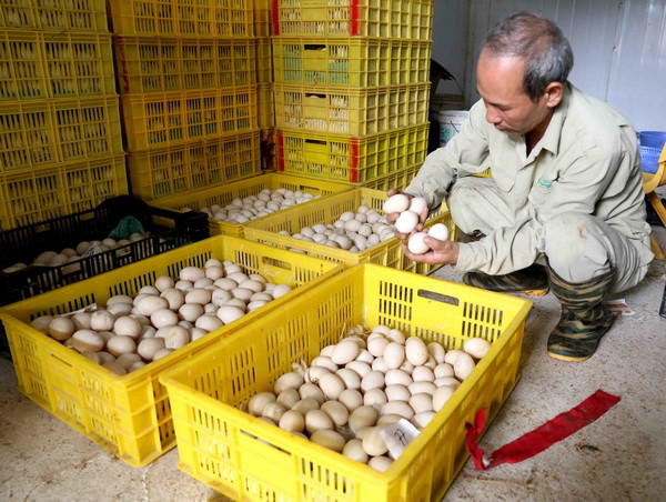 Nguồn cung dồi ào, sức mua giảm làm giá trứng gia cầm liên tục rớt giá ảnh 1