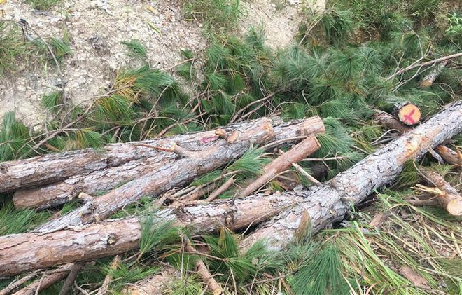 Lâm Đồng: Nhiều trưởng ban quản lý bị đình chỉ công tác vì để mất rừng ảnh 1