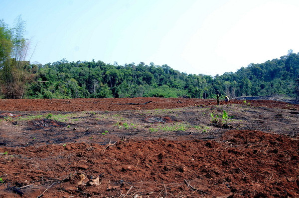 Vụ phá rừng tại Đắk Nông: Kiến nghị xử lý trách nhiệm của chủ rừng ảnh 1