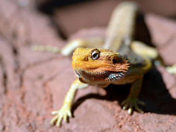 Phát hiện loài thằn lằn mới ở Công viên quốc gia Peru ảnh 1