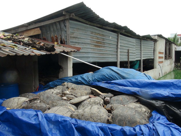 Mở lại phiên tòa xét xử vụ buôn bán hơn 10 tấn rùa biển tại Nha Trang ảnh 1