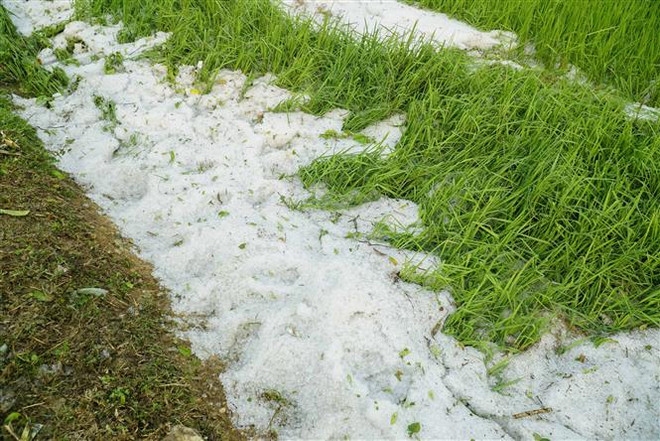 Điện Biên: Mưa đá phủ trắng xóa ruộng lúa, vườn nhà ảnh 1