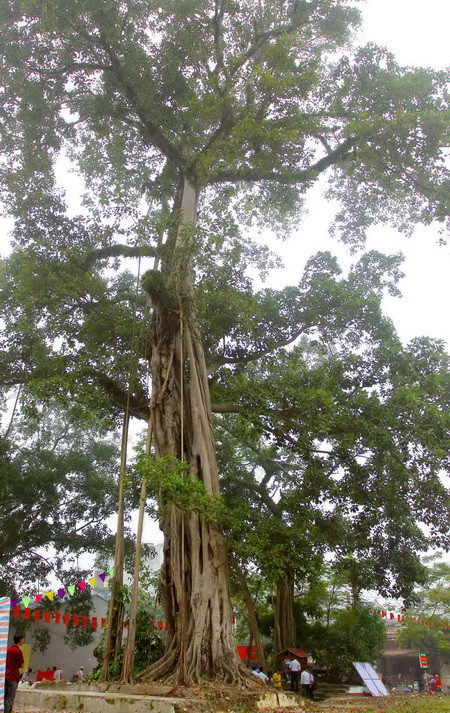 Ba cây đa tía tại Yên Bái được công nhận cây Di sản Việt Nam ảnh 1