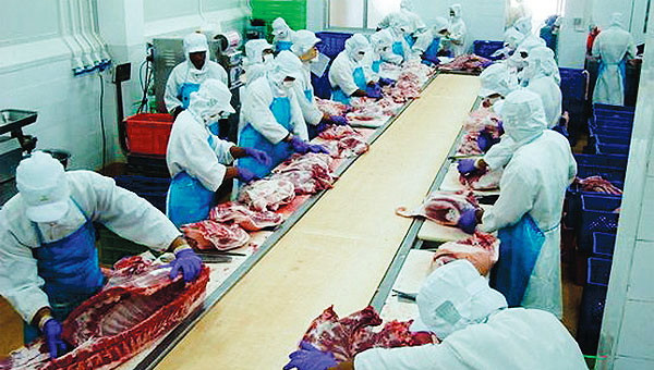 Một dây chuyền chế biến thịt lợn ở Thái Lan. (Nguồn: bangkokpost.com) Thái Lan-Singapore hợp tác phát triển vùng thực phẩm an toàn ảnh 1