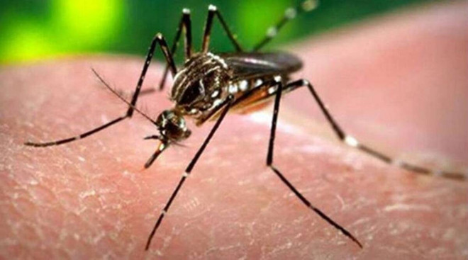 Ấn Độ phát hiện trường hợp một phụ nữ mang thai nhiễm virus Zika ảnh 1
