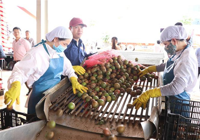 Gia Lai nỗ lực phát triển chanh dây thành ''cây trồng triệu đô'' ảnh 3