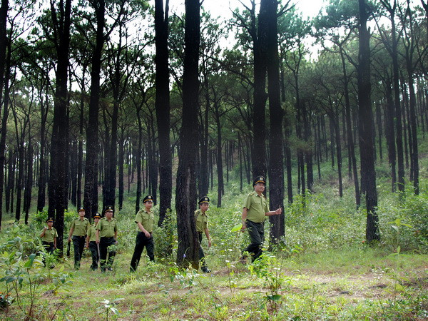 Đắk Nông: Bắt Giám đốc công ty bị truy nã vì lừa bán đất rừng ảnh 1