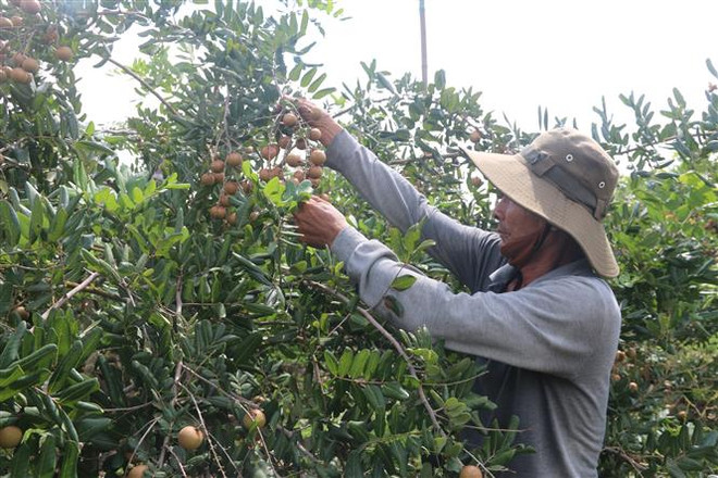 Nhãn sớm trúng mùa, nông dân Bà Rịa-Vũng Tàu phấn khởi thu hoạch ảnh 1