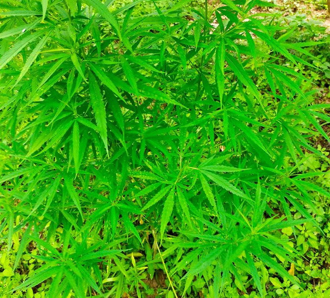 Hà Nội: Phát hiện người nước ngoài trồng cần sa ở bãi giữa sông Hồng ảnh 1