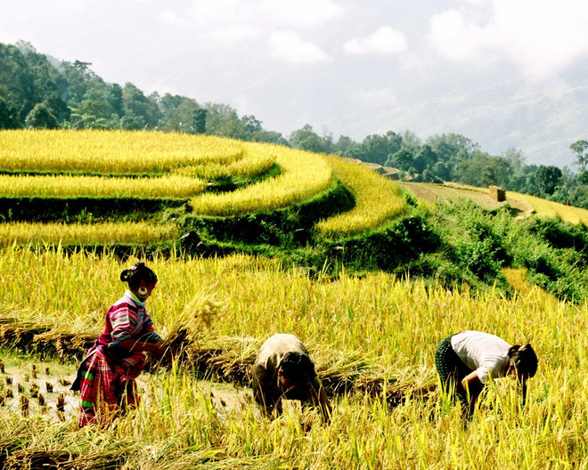 Thu hoạch lúa ở ruộng bậc thang trên vùng cao Hoàng Su Phì, tỉnh Hà Giang đang. (Ảnh: Đỗ Bình/TTXVN) Miền Bắc giảm mưa, nhiệt độ tăng nhẹ trong những ngày tới ảnh 1