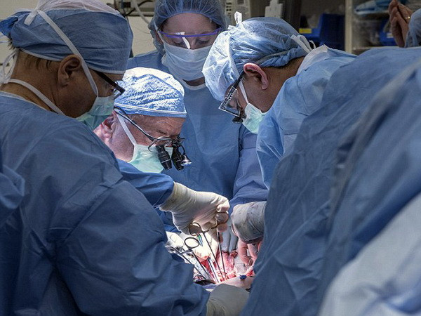 Argentina thực hiện thành công ca ghép tử cung ở cừu ảnh 1