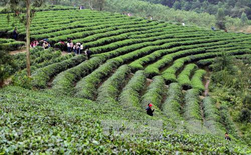 Du lịch xanh là chìa “khóa” để phát triển du lịch bền vững ảnh 1