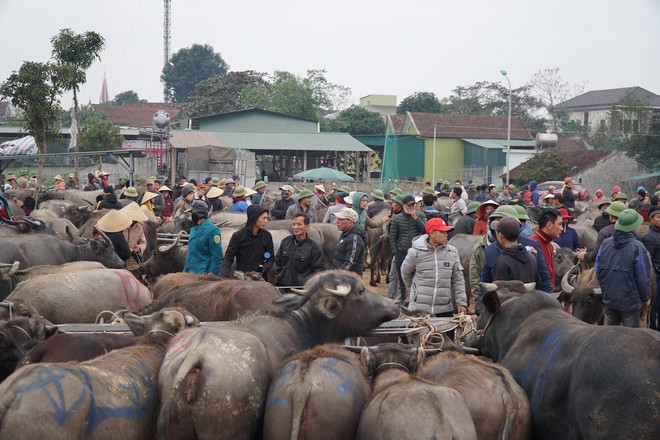 [Photo] Nhộn nhịp phiên chợ trâu, bò lớn nhất vùng Bắc Trung bộ ảnh 6
