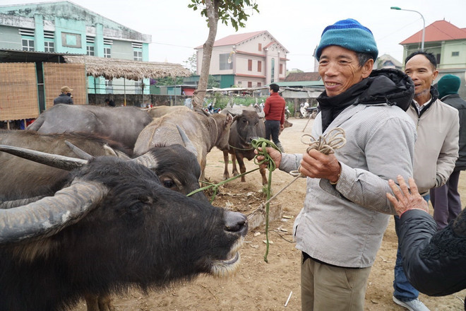 [Photo] Nhộn nhịp phiên chợ trâu, bò lớn nhất vùng Bắc Trung bộ ảnh 4