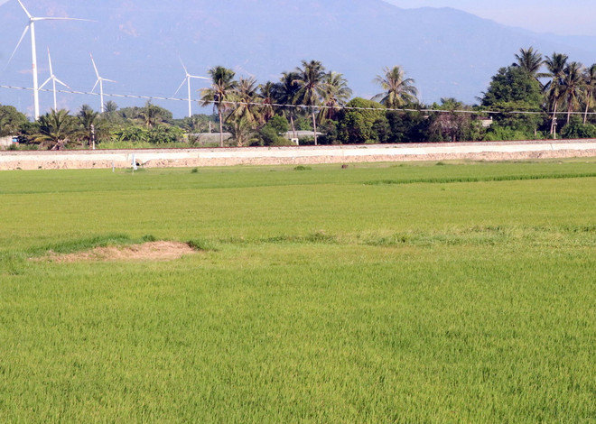 ttxvn_Ninh Thuan 3 vu xuong 2 vu1.jpg