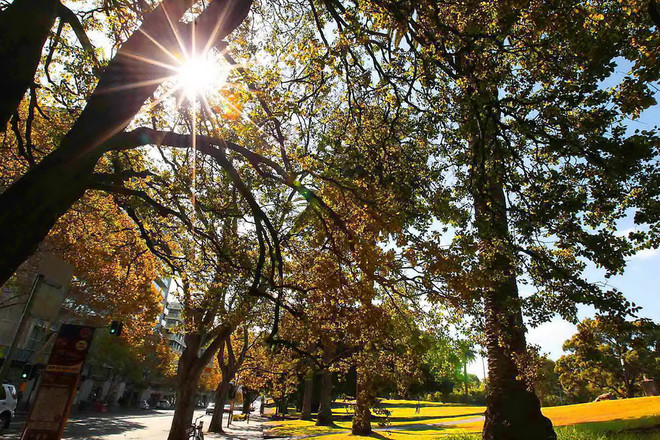 [Photo] Nao lòng trước cảnh đẹp cuối Thu trên đất Australia ảnh 9