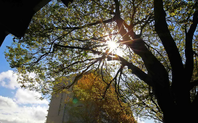 [Photo] Nao lòng trước cảnh đẹp cuối Thu trên đất Australia ảnh 19