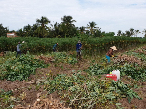 Nông dân trồng sắn Tây Ninh lãi từ 40-50 triệu đồng mỗi hécta ảnh 1