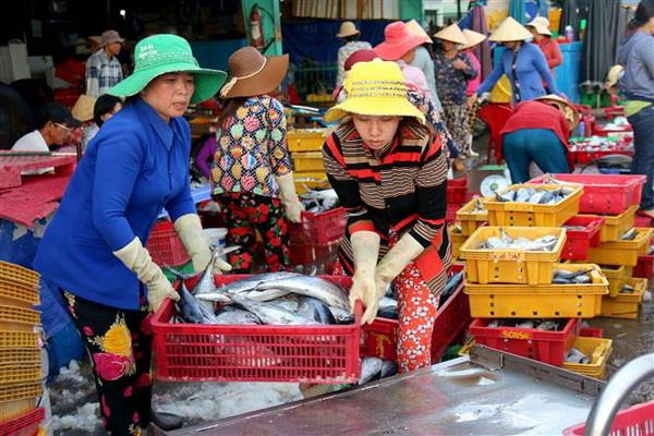 Có chế tài mạnh trong ngăn chặn khai thác hải sản bất hợp pháp ảnh 2