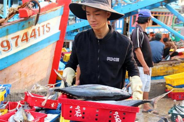 Có chế tài mạnh trong ngăn chặn khai thác hải sản bất hợp pháp ảnh 1