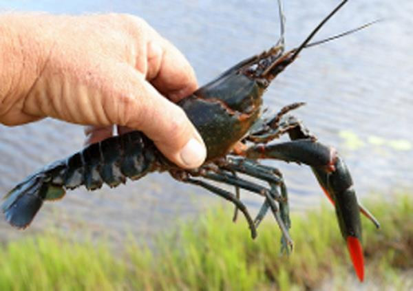 Tôm càng đỏ. (Nguồn: nas.er.usgs.gov) Công văn hỏa tốc về việc tăng cường kiểm soát loài tôm càng đỏ ảnh 1