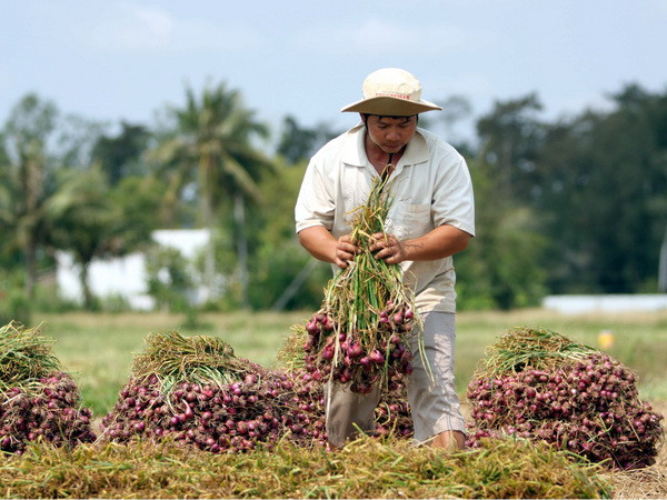 Lượng hành tím tồn đọng tại Sóc Trăng chỉ còn vài nghìn tấn ảnh 1