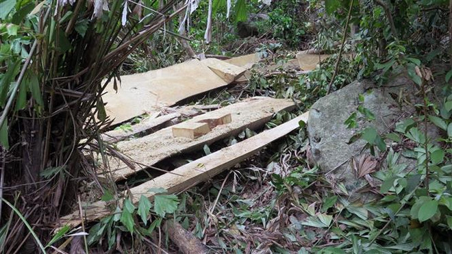 Thủ tướng yêu cầu xử lý nghiêm hoạt động phá rừng tại Kon Tum ảnh 1