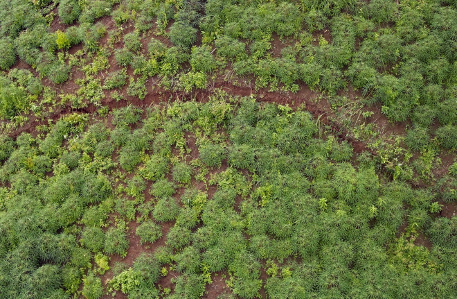 ttxvn_sat lo Muong Nhe.jpg