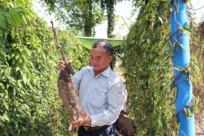 ttxvn_khoai mai1.jpg