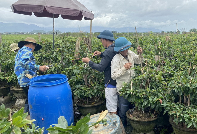 Nông dân thị xã An Nhơn, tỉnh Bình Bịnh tập trung chăm sóc hoa mai cho thị trường Tết. (Ảnh: Tường Quân/TTXVN) Thị trường hoa Tết ở Nam Trung Bộ "vượt bão": Để hoa luôn khoe sắc ảnh 2