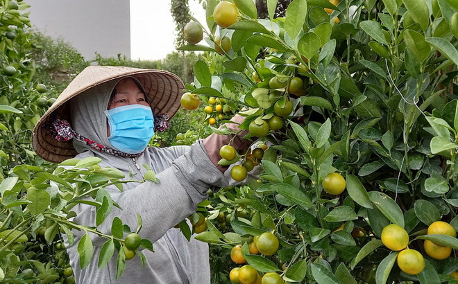 Nông dân Phú Yên chăm sóc, tạo dáng cho quất bán thị trường Tết. (Ảnh: Xuân Triệu/TTXVN) Thị trường hoa Tết ở Nam Trung Bộ "vượt bão": Để hoa luôn khoe sắc ảnh 3