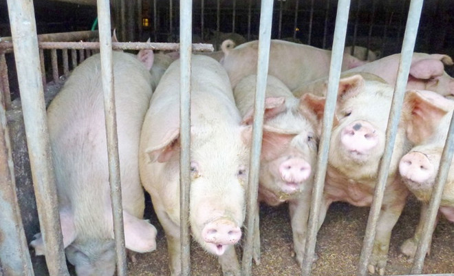 Nhật Bản mở rộng danh sách thị trường xuất khẩu thịt lợn sau dịch tả ảnh 1