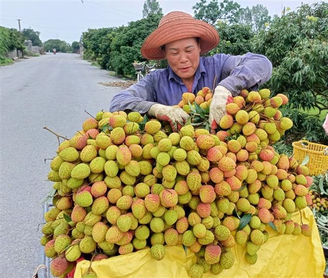 ''Thủ phủ'' vải lai chín sớm chuẩn bị vào mùa thu hoạch ảnh 2