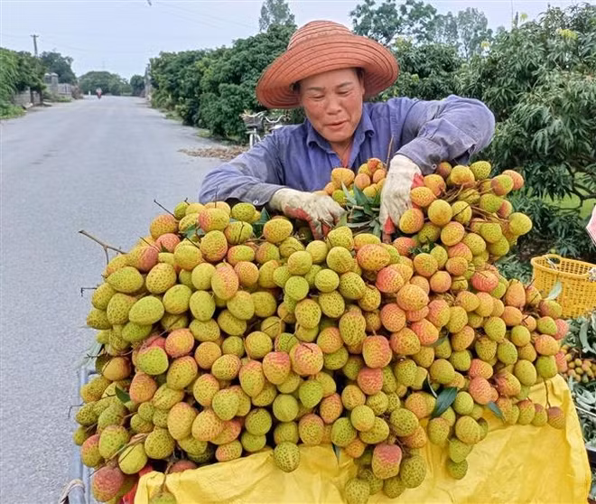 ''Thủ phủ'' vải lai chín sớm chuẩn bị vào mùa thu hoạch ảnh 2