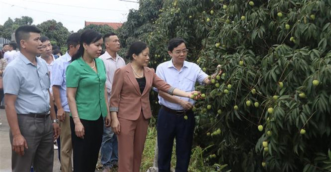 ''Thủ phủ'' vải lai chín sớm chuẩn bị vào mùa thu hoạch ảnh 1